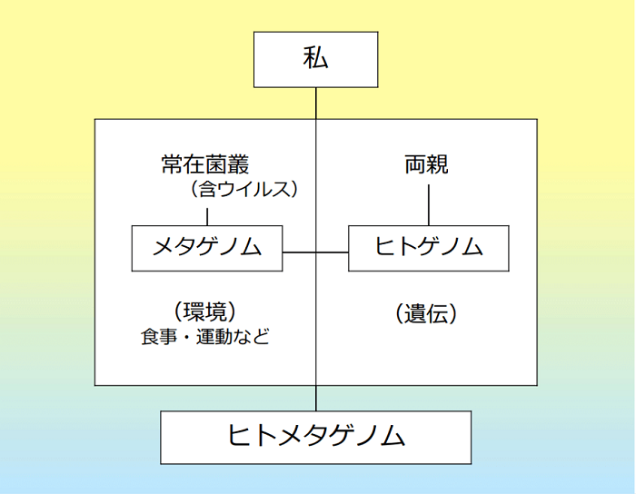 3. 体内常在菌叢とウイルス叢を入れての「私」 - 中村桂子 | トイビト